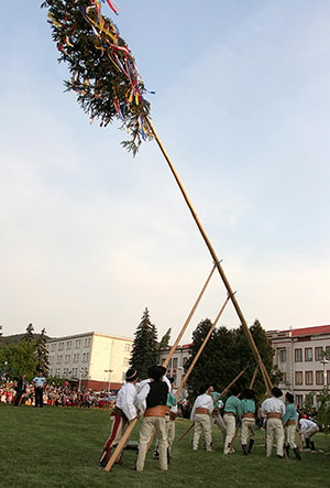 Установка майского дерева в мае 2012 года